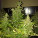 Auto Blue Diesel feminised Ganja Seeds