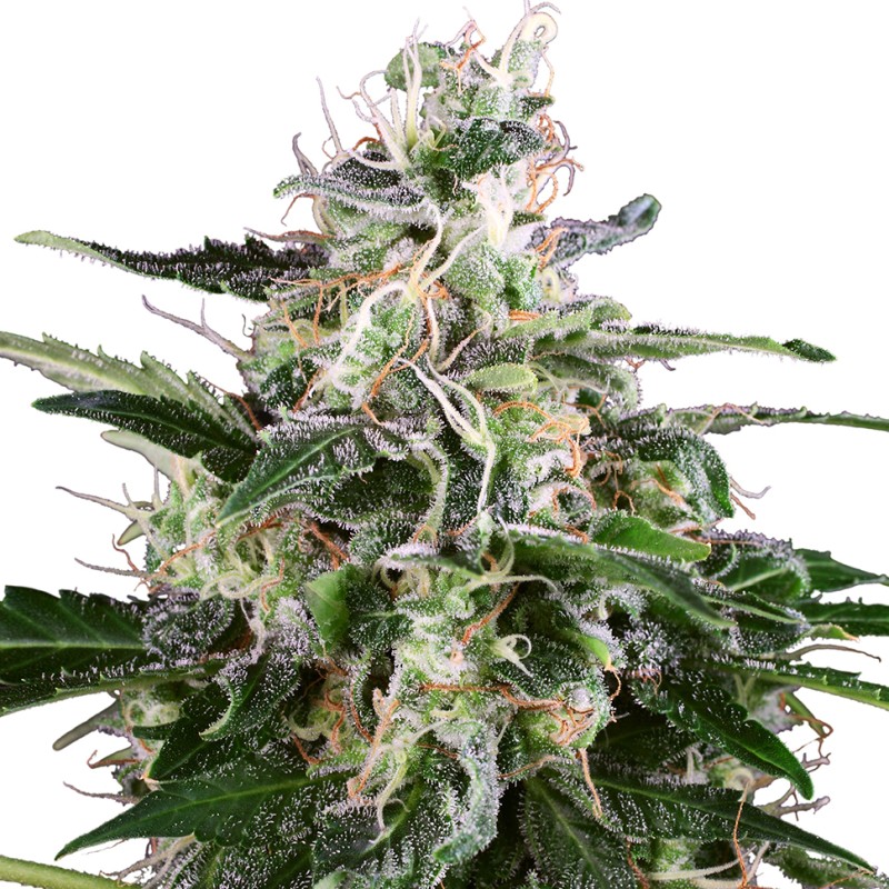 Snow White Amsterdam feminised Ganja Seeds - 4 насінини