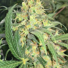 Super Skunk feminised GanjaLiveSeeds