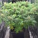 Super Skunk feminised GanjaLiveSeeds