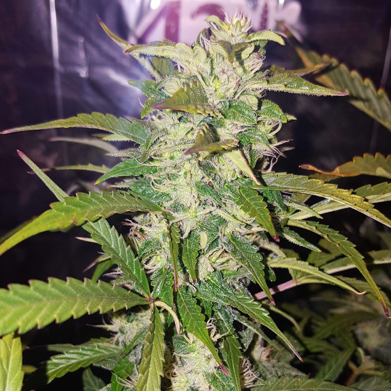 Big Bud feminised Victory Seeds - 10 насінин
