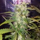 Big Bud feminised Victory Seeds - 10 насінин