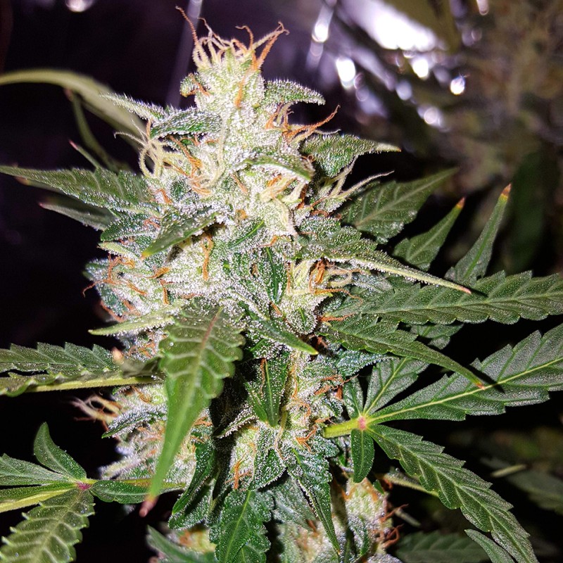 Big Bud feminised Victory Seeds - 10 насінин