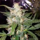 Big Bud feminised Victory Seeds - 10 насінин