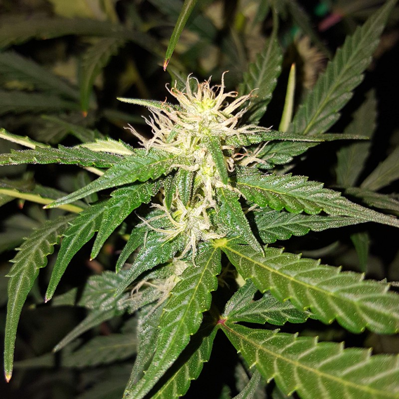 Big Bud feminised Victory Seeds - 10 насінин