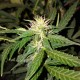 Big Bud feminised Victory Seeds - 10 насінин