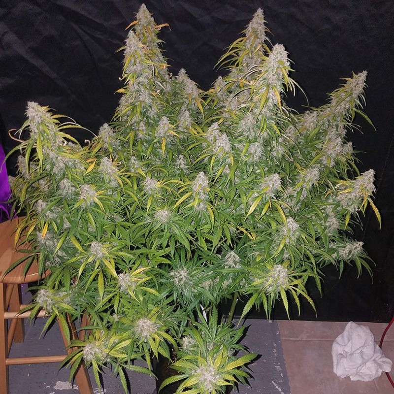 White Lavender feminised GanjaLiveSeeds