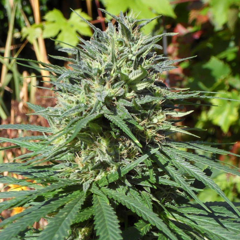 White Lavender feminised GanjaLiveSeeds