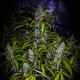 White Lavender feminised GanjaLiveSeeds