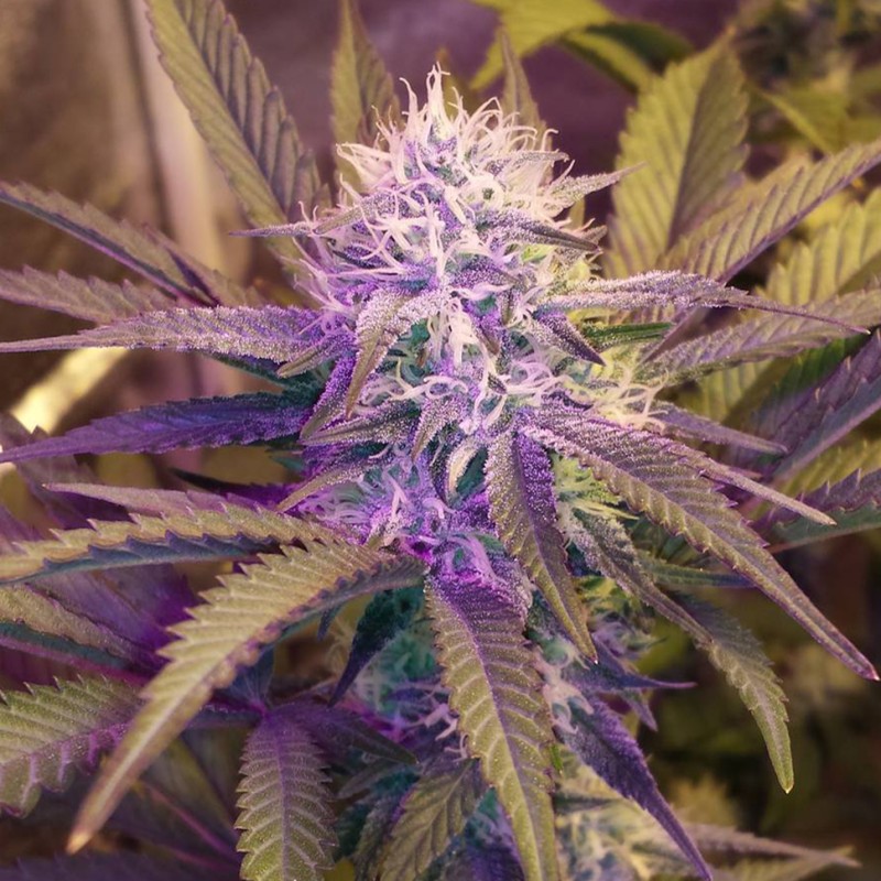 White Lavender feminised GanjaLiveSeeds