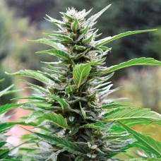 Head Band feminised GanjaLiveSeeds