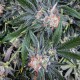 G13 Haze feminised Ganja Seeds - 4 насінини