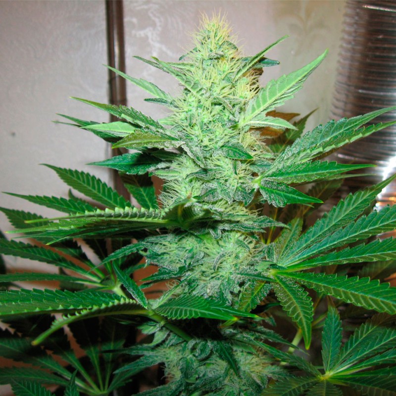 G13 Haze feminised Ganja Seeds - 4 насінини