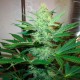 G13 Haze feminised Ganja Seeds - 4 насінини