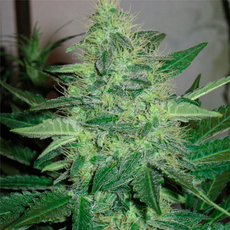 G13 Haze feminised Ganja Seeds - 4 насінини