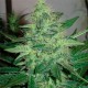 G13 Haze feminised Ganja Seeds - 4 насінини