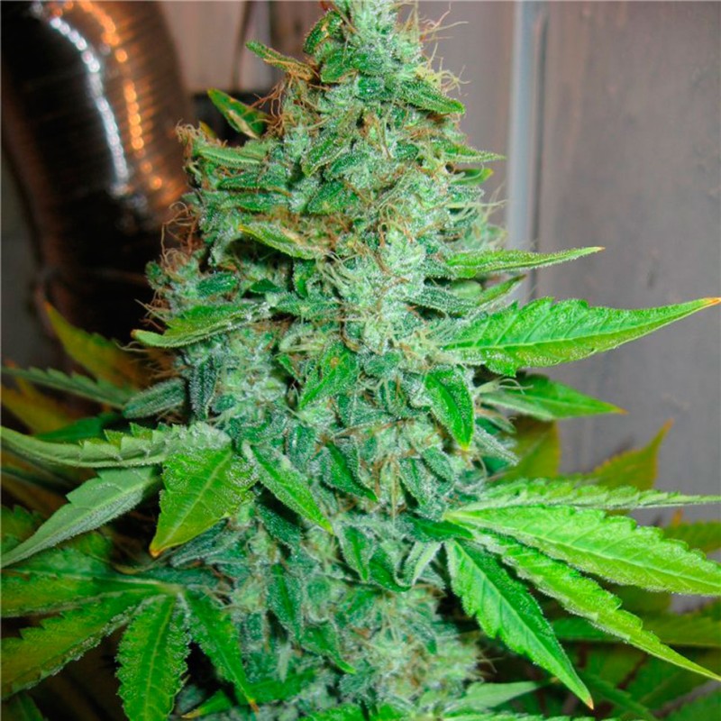 G13 Haze feminised Ganja Seeds - 4 насінини
