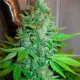 G13 Haze feminised Ganja Seeds - 4 насінини