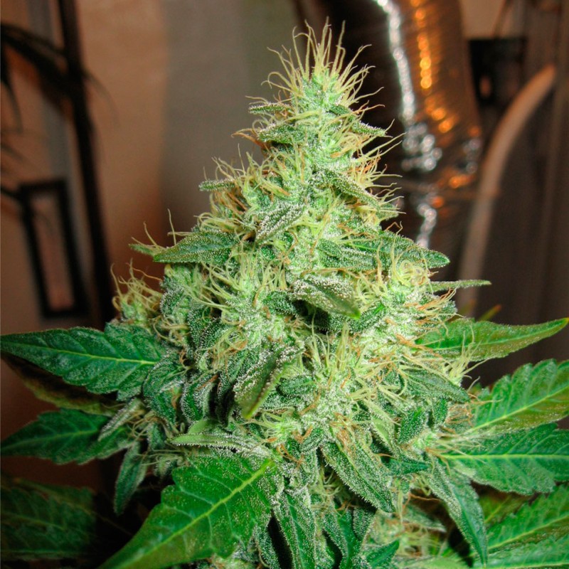 G13 Haze feminised Ganja Seeds - 4 насінини