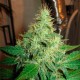 G13 Haze feminised Ganja Seeds - 4 насінини