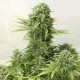 AK 49 feminised Ganja Seeds - 2 насінини
