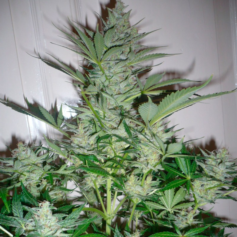 AK 49 feminised Ganja Seeds - 2 насінини