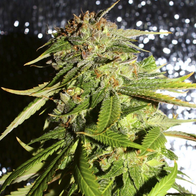 AK 49 feminised Ganja Seeds - 2 насінини