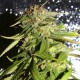 AK 49 feminised Ganja Seeds - 2 насінини