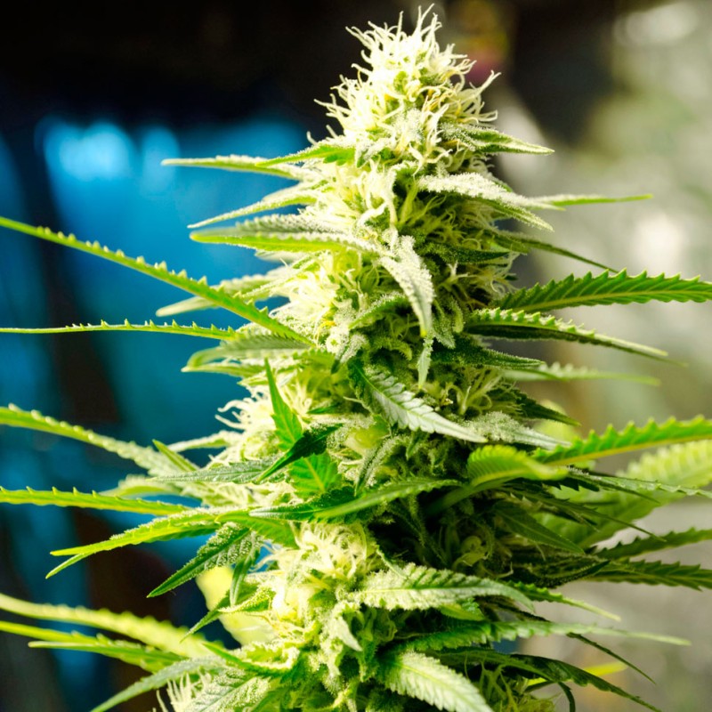 AK 49 feminised Ganja Seeds - 2 насінини