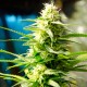 AK 49 feminised Ganja Seeds - 2 насінини