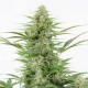 AK 49 feminised Ganja Seeds - 2 насінини