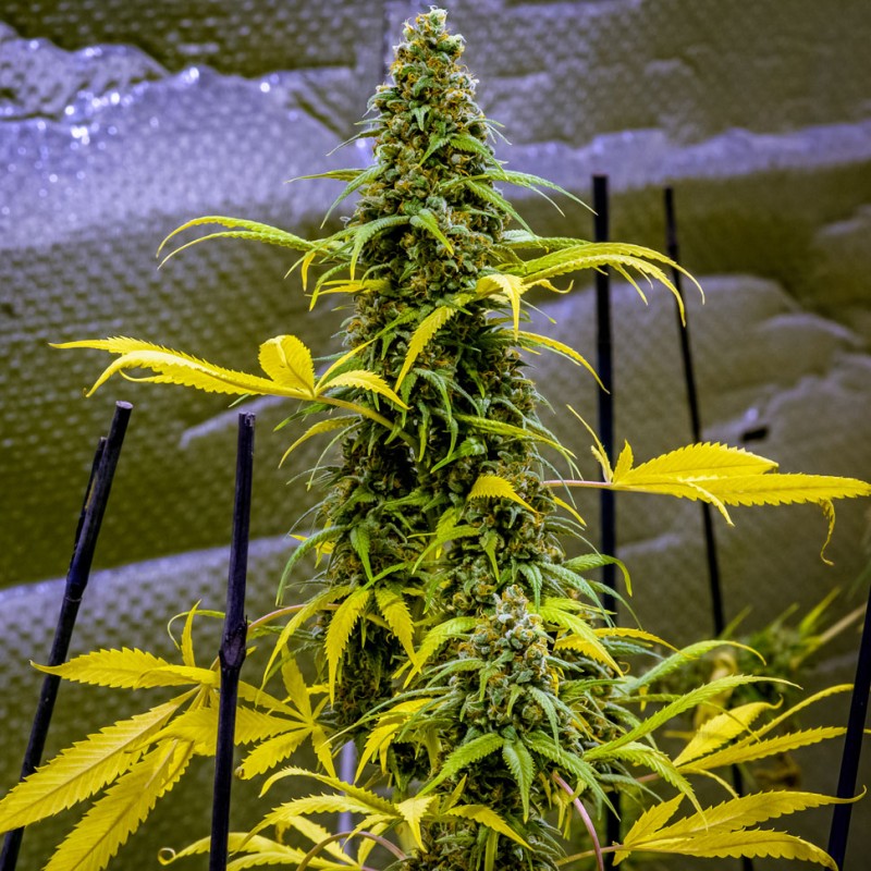 AK 49 feminised Ganja Seeds - 2 насінини