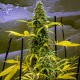 AK 49 feminised Ganja Seeds - 2 насінини