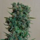 AK 49 feminised Ganja Seeds - 2 насінини