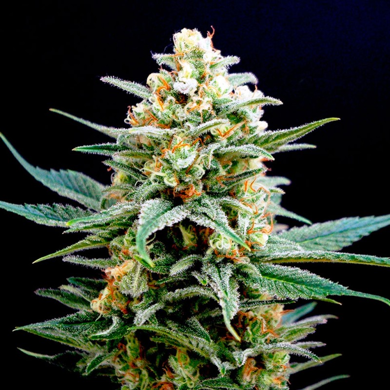 AK 49 feminised Ganja Seeds - 2 насінини