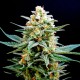 AK 49 feminised Ganja Seeds - 2 насінини