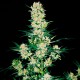 AK 49 feminised Ganja Seeds - 2 насінини