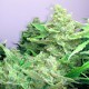 Auto Blueberry x Blue Mystic feminised Ganja Seeds