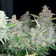 Auto Blueberry x Blue Mystic feminised Ganja Seeds