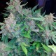 Auto Blueberry x Blue Mystic feminised Ganja Seeds