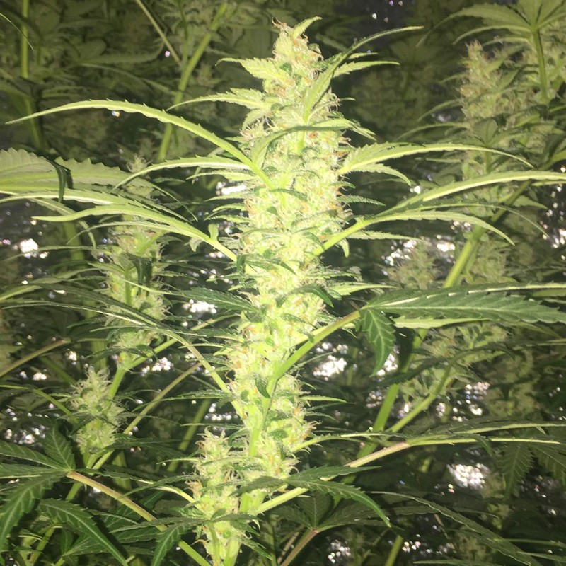 Auto Blueberry x Blue Mystic feminised Ganja Seeds
