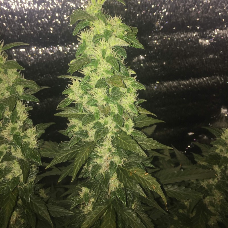 Auto Blueberry x Blue Mystic feminised Ganja Seeds