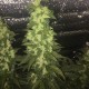 Auto Blueberry x Blue Mystic feminised Ganja Seeds