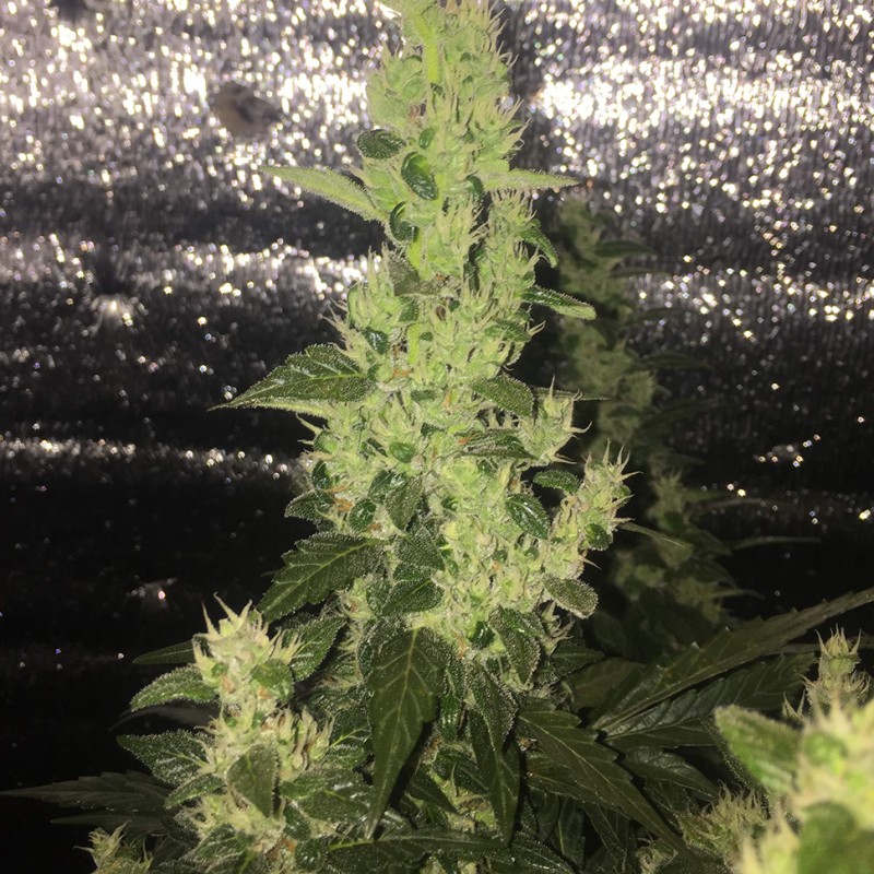 Auto Blueberry x Blue Mystic feminised Ganja Seeds