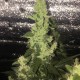 Auto Blueberry x Blue Mystic feminised Ganja Seeds