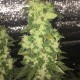 Auto Blueberry x Blue Mystic feminised Ganja Seeds