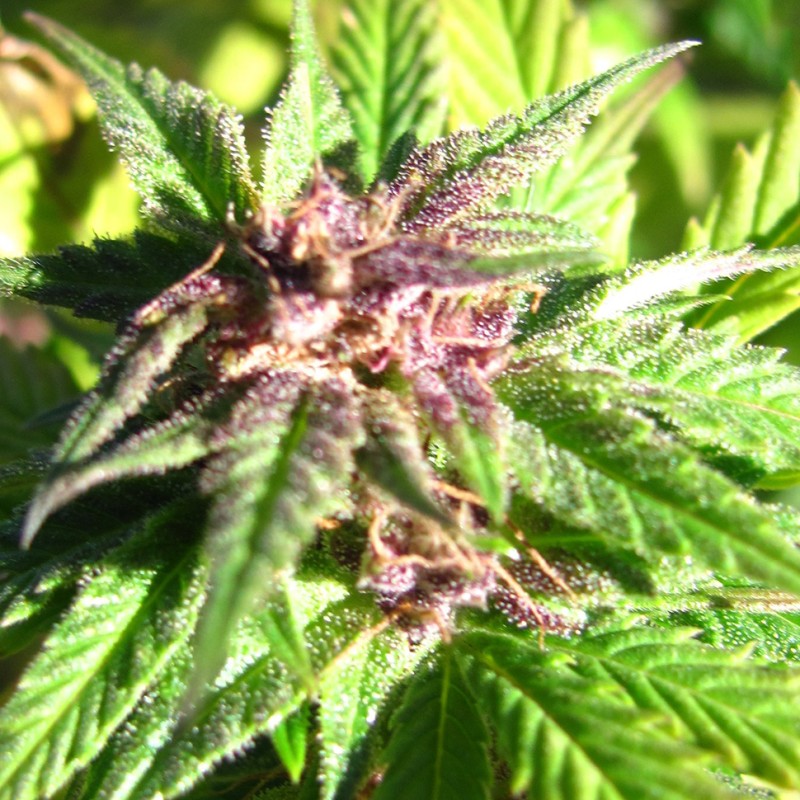Auto Blueberry x Blue Mystic feminised Ganja Seeds