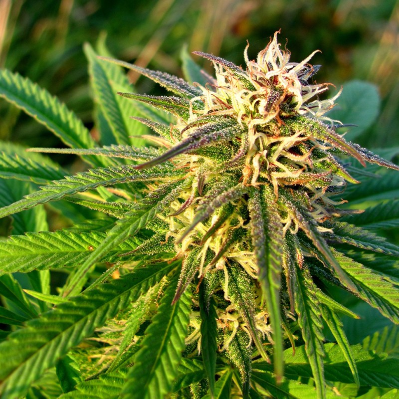 Auto Blueberry x Blue Mystic feminised Ganja Seeds