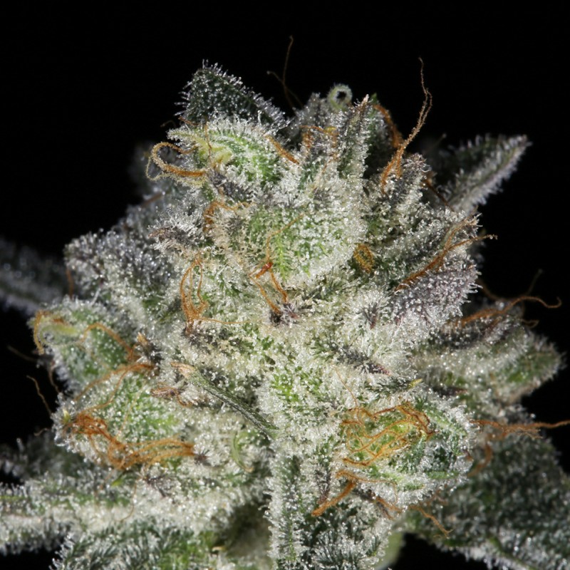 Snow Ryder feminised Ganja Seeds