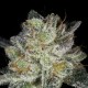 Snow Ryder feminised Ganja Seeds
